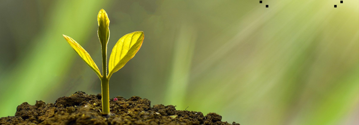 Το Φεστιβάλ Δράμας σας προσκαλεί σε δράση δενδροφύτευσης