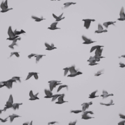 To DISFF ταξιδεύει στο Εθνικό Μουσείο Σύγχρονης Τέχνης (ΕΜΣΤ)